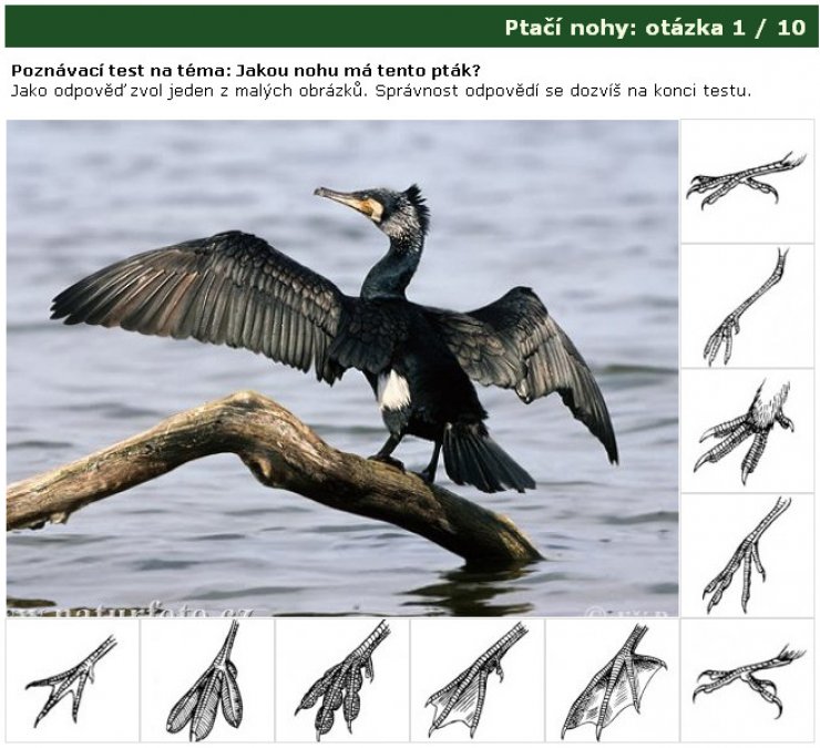 zobrazit detail snímku: Poznávačka: Ptačí nohy