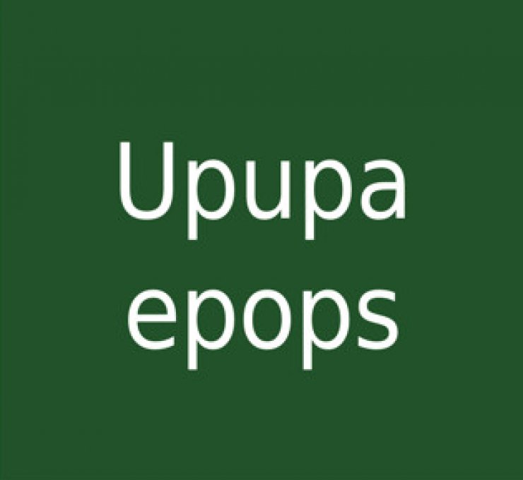 zobrazit detail snímku: Upupa epops