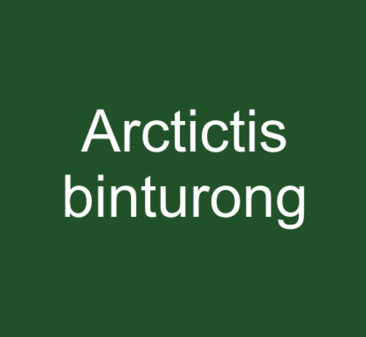 zobrazit detail snímku: Arctictis binturong