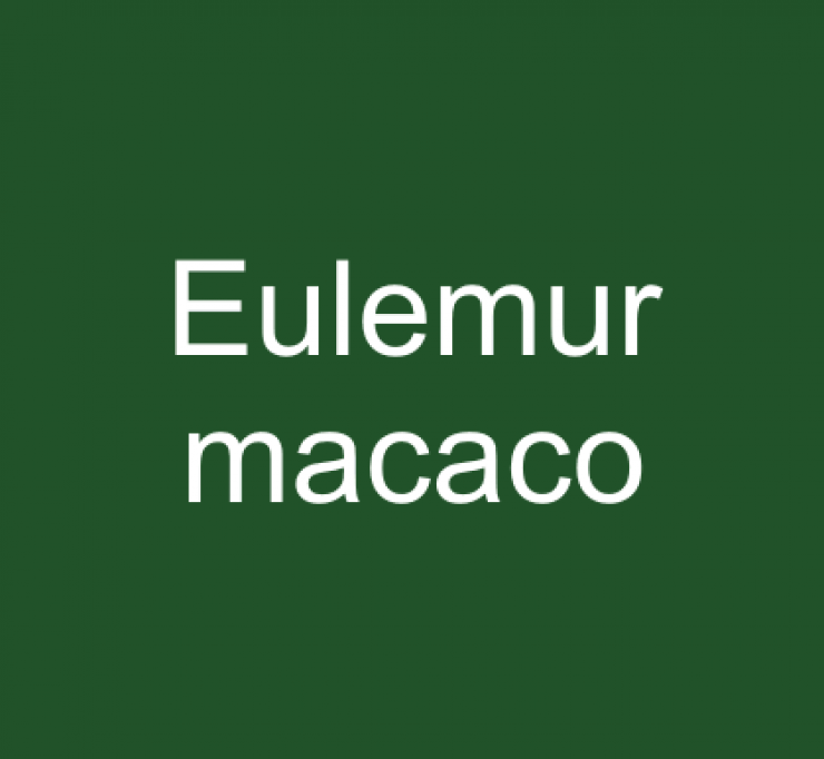 zobrazit detail snímku: Eulemur macaco