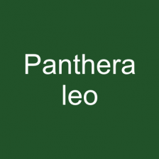 Panthera leo