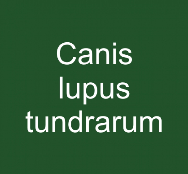 zobrazit detail snímku: Canis lupus tundrarum