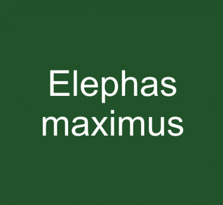 zobrazit detail snímku: Elephas maximus