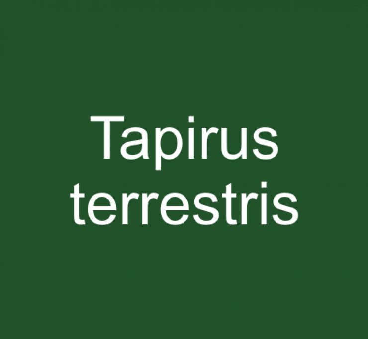 zobrazit detail snímku: Tapirus terrestris