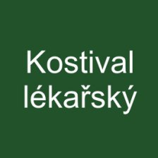 Kostival lékařský