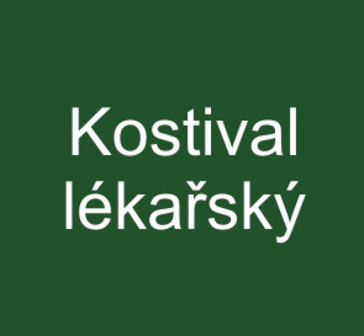 zobrazit detail snímku: Kostival lékařský