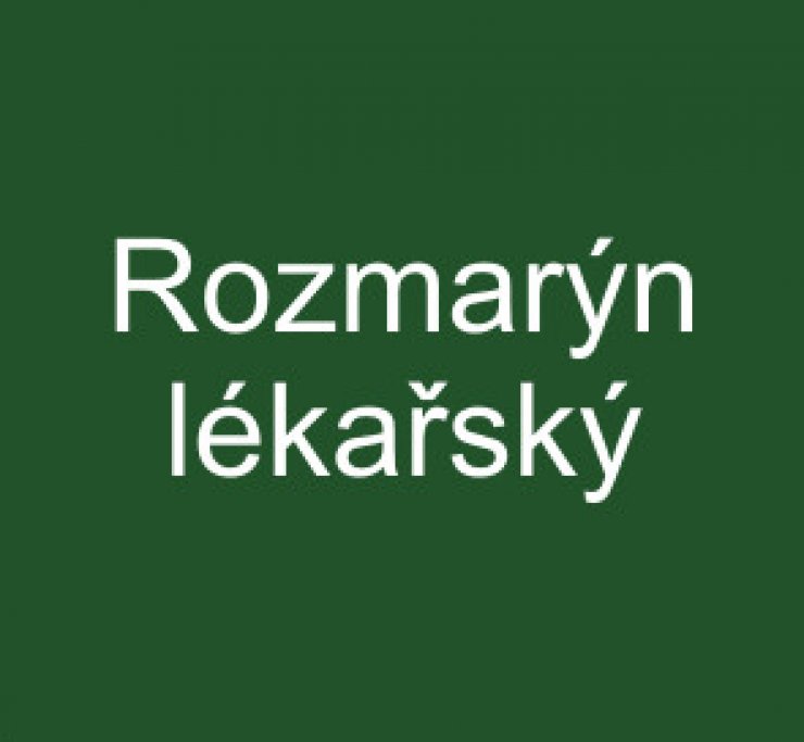 zobrazit detail snímku: Rozmarýn lékařský