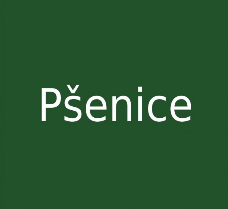 zobrazit detail snímku: Pšenice