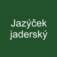 Jazýček jaderský