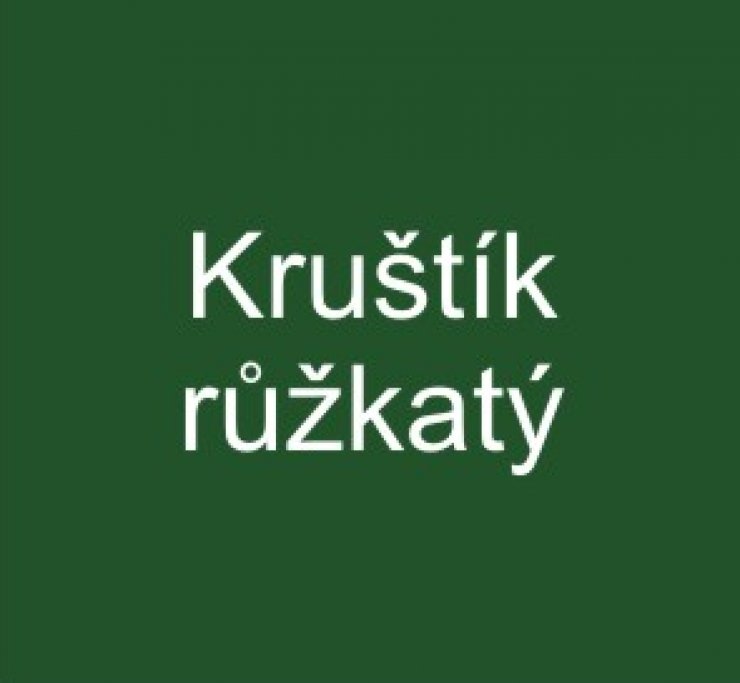 zobrazit detail snímku: Kruštík růžkatý