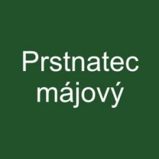 Prstnatec májový