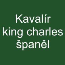 Kavalír king charles španěl