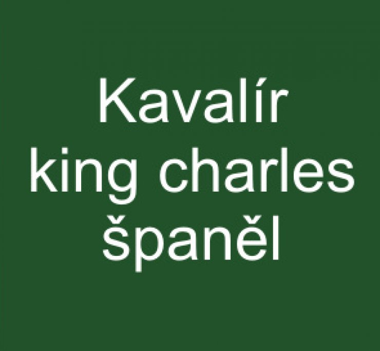 zobrazit detail snímku: Kavalír king charles španěl