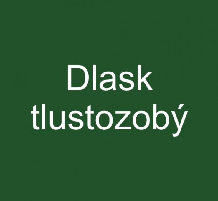 zobrazit detail snímku: Dlask tlustozobý