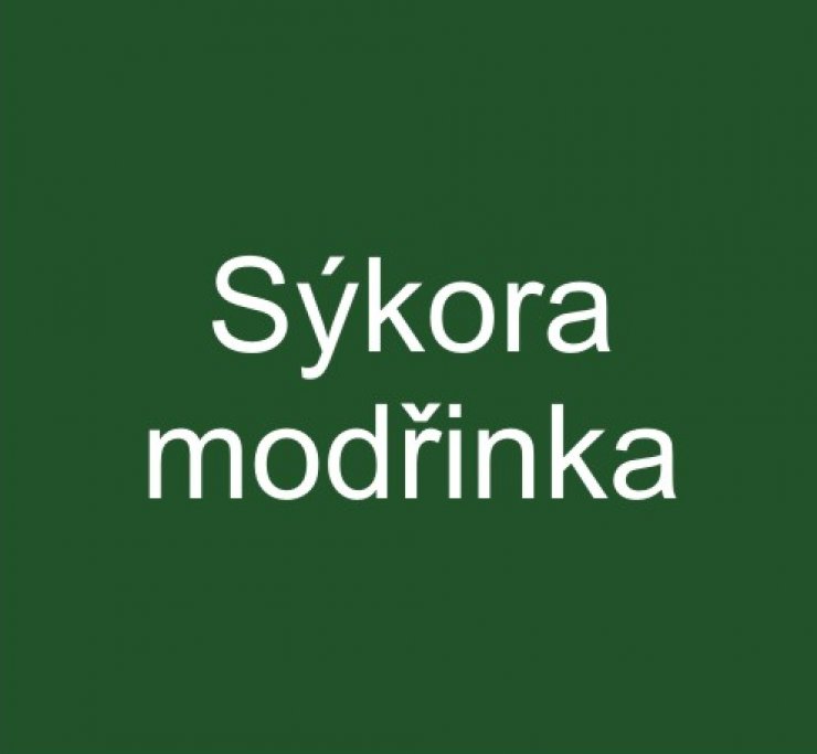 zobrazit detail snímku: Sýkora modřinka