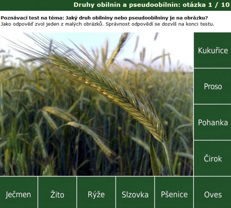 zobrazit detail snímku: Poznávačka - obilí