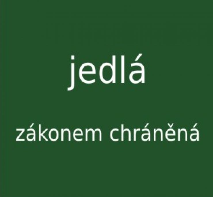 zobrazit detail snímku: Jedlá, zákonem chráněná houba