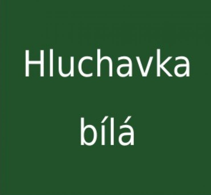 zobrazit detail snímku: Hluchavka bílá