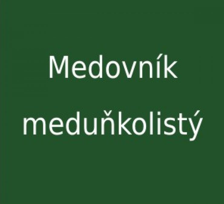 zobrazit detail snímku: Medovník meduňkolistý