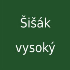 Šišák vysoký