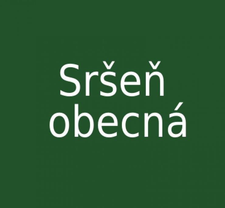 zobrazit detail snímku: Sršeň obecná