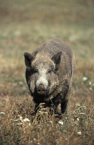 Výkon myslivosti - lov se zbraní Výkon myslivosti - lov se zbraní: Před nedávnem se objevil další z dlouhých a nikdy…