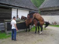Koňské Koňské : Cílem článku není děsit čtenáře moudry o výhodách…