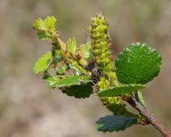 Silně ohrožená bříza trpasličí má naději na návrat do přírody Silně ohrožená bříza trpasličí má naději na návrat do přírody: Strnady – 29. září 2015 – Velmi vzácná a silně…