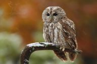 Ptačí oblasti. Proč vznikají? Ptačí oblasti. Proč vznikají?: Ptáci jsou výbornými indikátory, vzhledem k jejich…