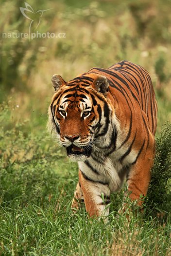 Tygr ussurijský - klikněte pro zobrazení detailu