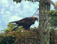 Po 100 letech se u nás ve volné přírodě vylíhnul orel skalní Po 100 letech se u nás ve volné přírodě vylíhnul orel skalní: Projektu 'Návrat orla skalního do ČR' se podařil…