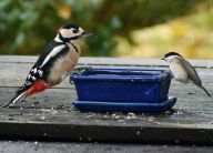 Ptačí hodinka potvrzuje: českým krmítkům vládnou sýkorky Ptačí hodinka potvrzuje: českým krmítkům vládnou sýkorky: Zapojili jste se do sčítání ptáků v rámci akce Ptačí…