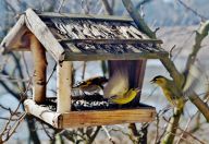 Věnujete hodinu svého času na pomoc ptákům? Zapojte se do sčítání ptáků na krmítku! Věnujete hodinu svého času na pomoc ptákům? Zapojte se do sčítání ptáků na krmítku!: Dnes a celý víkend, tedy od 6. do 8 ledna 2023,…