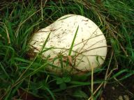 Pýchavka (vatovec) obrovská - Langermannia gigantea Pýchavka (vatovec) obrovská - Langermannia gigantea: Opravdu bílá obrovská plodnice této majestátné…