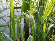 Kořenová čistírna odpadních vod Kořenová čistírna odpadních vod: Dvakrát užitečná voda - využití již jednou použité…