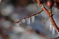 Proč někde sněží a jinde už prší? Proč někde sněží a jinde už prší?: Po velmi teplé první polovině zimy přinesly poslední…