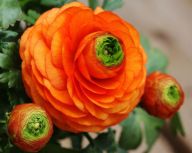 Pravidlá pestovania krásneho a výrazného iskerníka Pravidlá pestovania krásneho a výrazného iskerníka: V súčasnosti sú iskerníky – teda ranunculusy –…