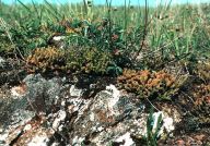 VKP Rašovec VKP Rašovec: Část kopce Rašovec byla registrována jako VKP (tzn…