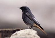 Rehek domácí - Phoenicurus ochruros Rehek domácí - Phoenicurus ochruros: Seděl jsem takhle u počítače, marně se snažíc…