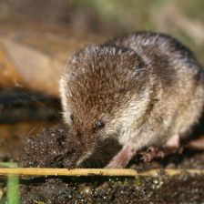 Měření rejsčí lebky může pomoci v léčbě alzheimera, osteoporózy či obezity Měření rejsčí lebky může pomoci v léčbě alzheimera, osteoporózy či obezity