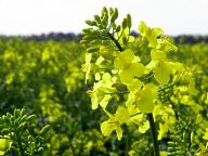 Píseň o řepkovém poli Píseň o řepkovém poli: Také milujete dlouhé širé žluté lány řepky olejky?…