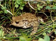 Ropucha obecná - Bufo bufo Ropucha obecná - Bufo bufo: Přemýšleli jste někdy proč se v pohádkách