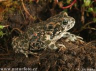 Tisíce pulců vzácné ropuchy zelené zachráněny! Tisíce pulců vzácné ropuchy zelené zachráněny!: Několik tisíc pulců ohrožené ropuchy zelené se při…