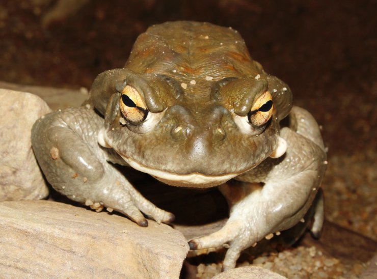 zobrazit detail snímku: Ropucha coloradská (Incilius alvarius).