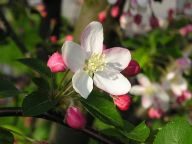 Jarní zamyšlení Jarní zamyšlení: Seděl jsem na mezi a zadumaně hleděl do kraje. Nad…