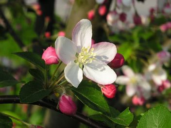 Rozkvetlá jabloň - klikněte pro zobrazení detailu Rozkvetlá jabloň - klikněte pro zobrazení detailu