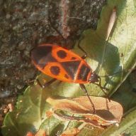 Jak se páří ploštice Jak se páří ploštice : Vidíme je v těchto teplých dnech všude: v trávě, na…