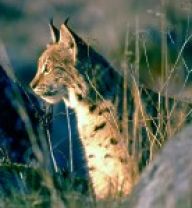 Rysi masakrují tisíce kusů srnčí zvěře Rysi masakrují tisíce kusů srnčí zvěře: Takto jsem reagoval na článek v Domažlickém deníku…