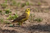 Strnad obecný – Emberiza citrinella Strnad obecný – Emberiza citrinella: Strnad obecný (Emberiza citrinella) je známým a…