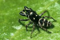 PAVOUCI - slovo vzbuzující hrůzu PAVOUCI - slovo vzbuzující hrůzu: U pavouků je mi docela záhadou, proč se jich lidé…